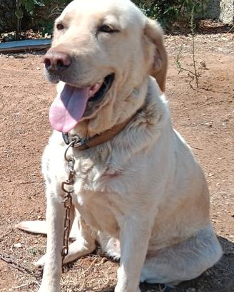Labrador gold