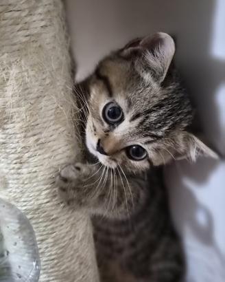 British shorthair