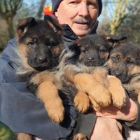 Cuccioli pastore tedesco figli di campioni