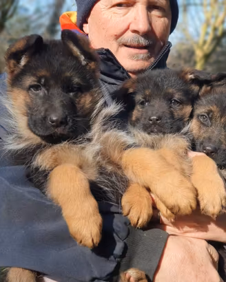Cuccioli pastore tedesco figli di campioni