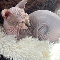 Cuccioli canadian sphynx e Shynx elf