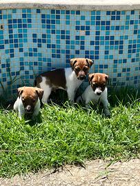 Jack russell