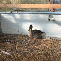 Anatra Germano Reale