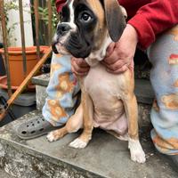 Cucciola di boxer