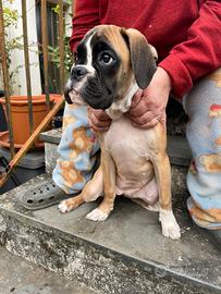 Cucciola di boxer