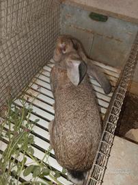 Conigli razza gigante delle fiandre