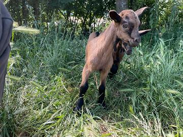 Capretto scamosciato delle Alpi