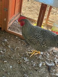 Gallo amrock