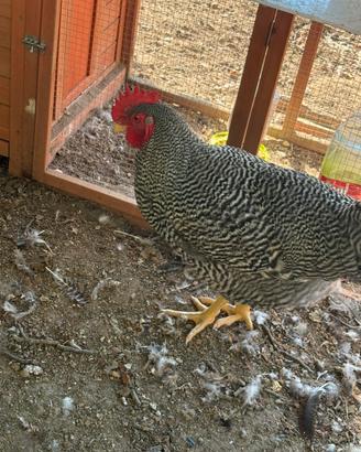 Gallo amrock