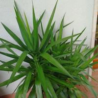 yucca 
