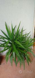yucca 