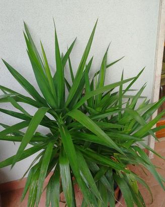 yucca 