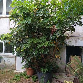 albero ombrello