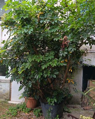 albero ombrello