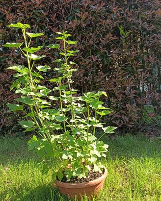 Pianta di ribes rosso