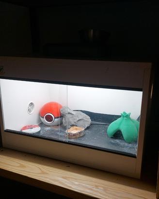 Geca femmina di 3 anni piú terrario