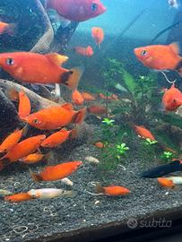 Platy Mickey Mouse -Molly