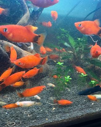 Platy Mickey Mouse -Molly