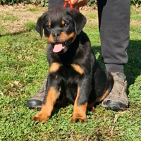 Cuccioli rottweiler alta genealogia