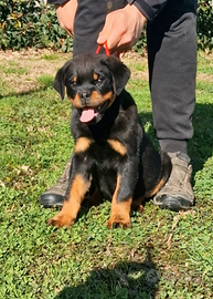 Cuccioli rottweiler alta genealogia