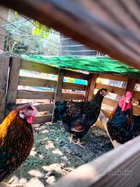 Galline Wyandotte