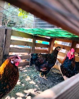 Galline Wyandotte