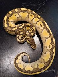 Pitone reale Pastel Mojave