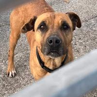 Hiraa tg media da adottare