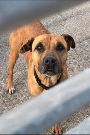 Hiraa tg media da adottare