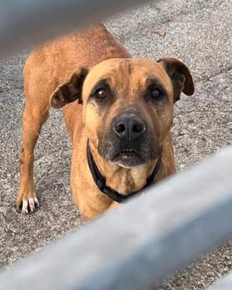 Hiraa tg media da adottare