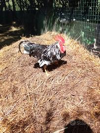 Gallo