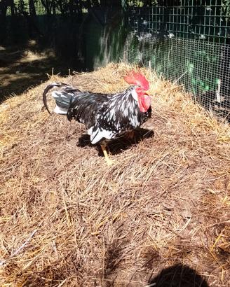 Gallo