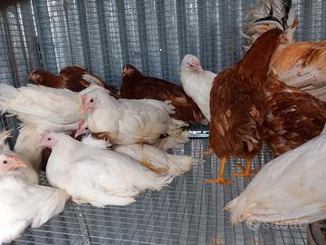 Pollastre ovaiole e livornese