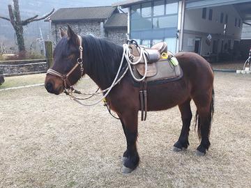 Cavallo Bardigiano