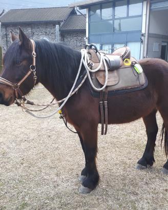 Cavallo Bardigiano