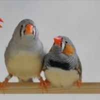 Canarini e diamantini