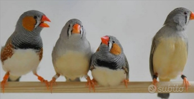 Canarini e diamantini