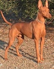 Cirneco dell' Etna