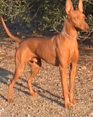 Cirneco dell' Etna