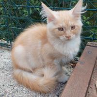 Maine Coon cucciola Red Tabby stazza grossa