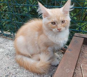 Maine Coon cucciola Red Tabby stazza grossa