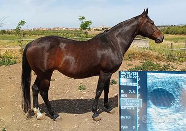 Fattrice Quarter Horse gravida