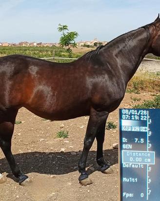 Fattrice Quarter Horse gravida