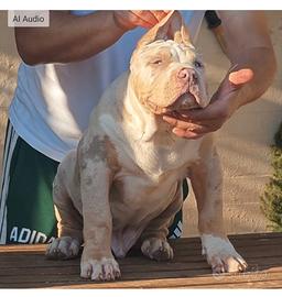 Cuccioli di American Bully XL