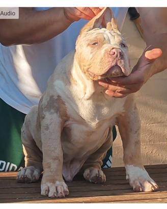 Cuccioli di American Bully XL