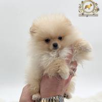 Spettacolari cuccioli Spitz di Pomerania