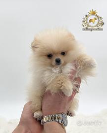 Spettacolari cuccioli Spitz di Pomerania