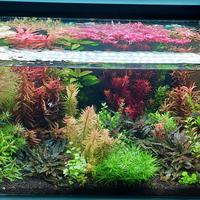 rotala red blood - piante acquario