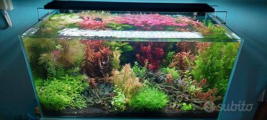 rotala red blood - piante acquario