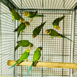 Parrocchetti testa di prugna